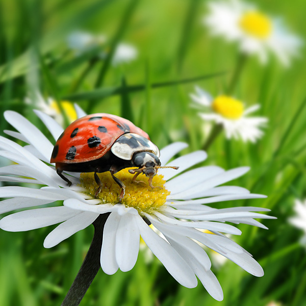 ORAJET® 3172X Orafol Farben-Frikell WTB